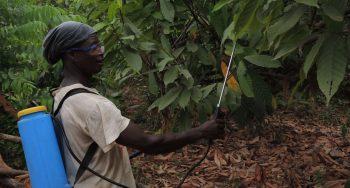Kakaobauer versprüht Pestizide