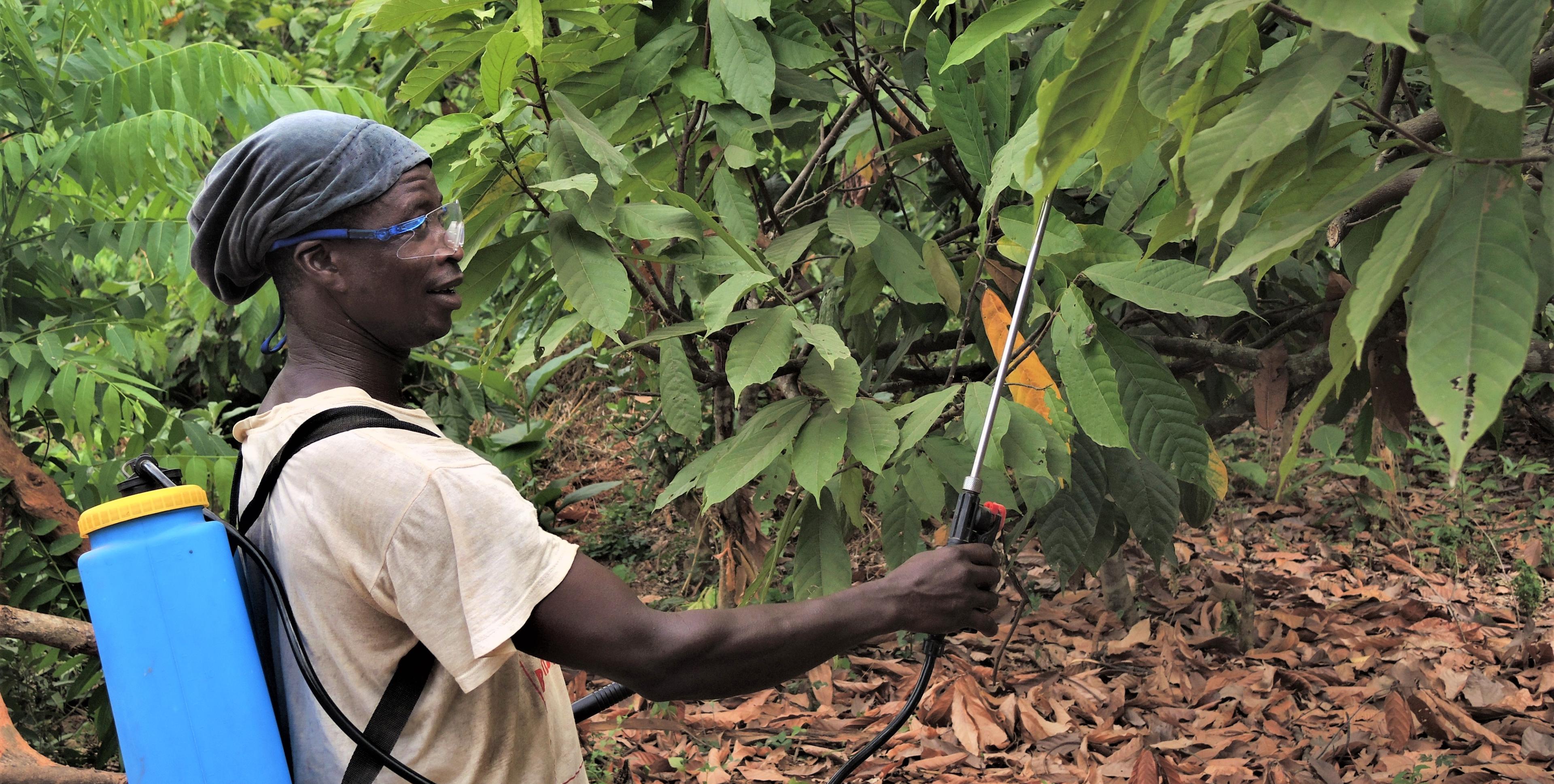 Kakaobauer versprüht Pestizide auf Plantage_bearbeitet