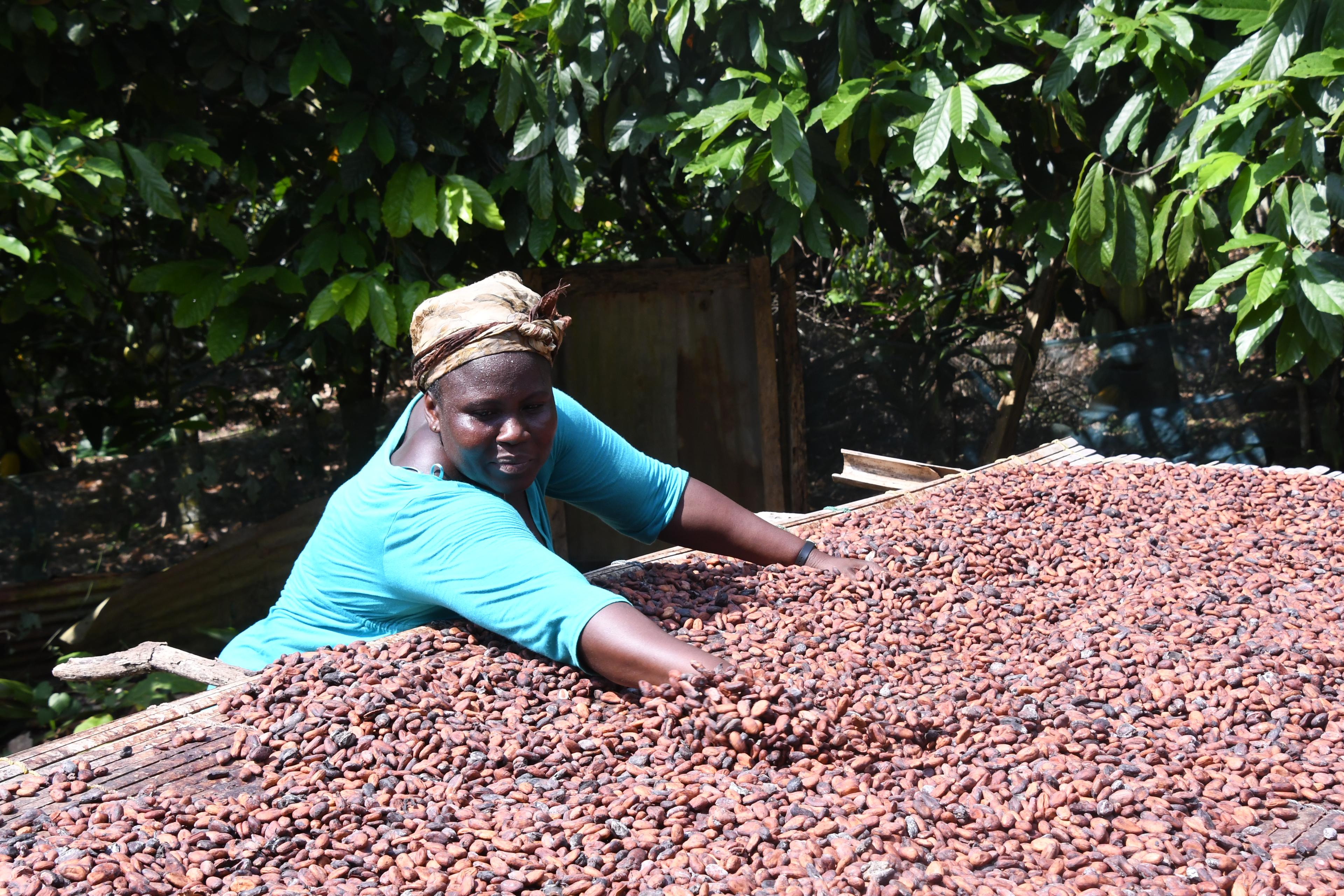 Kakaobäuerin Elizabeth Agyei bei der Trockung ihrer Ernte