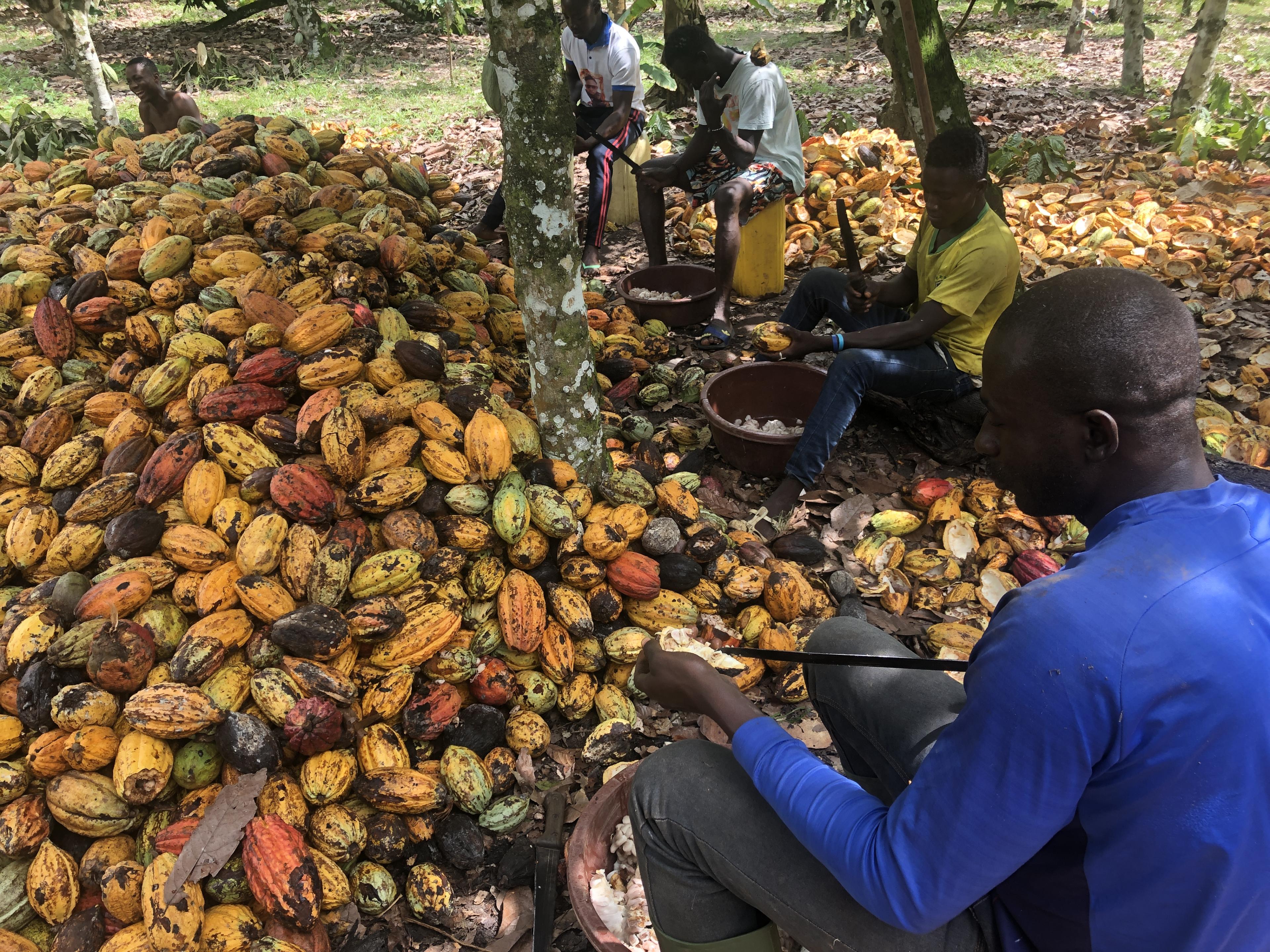 Kakaobauern öffnen frisch geerntete Kakaoschoten