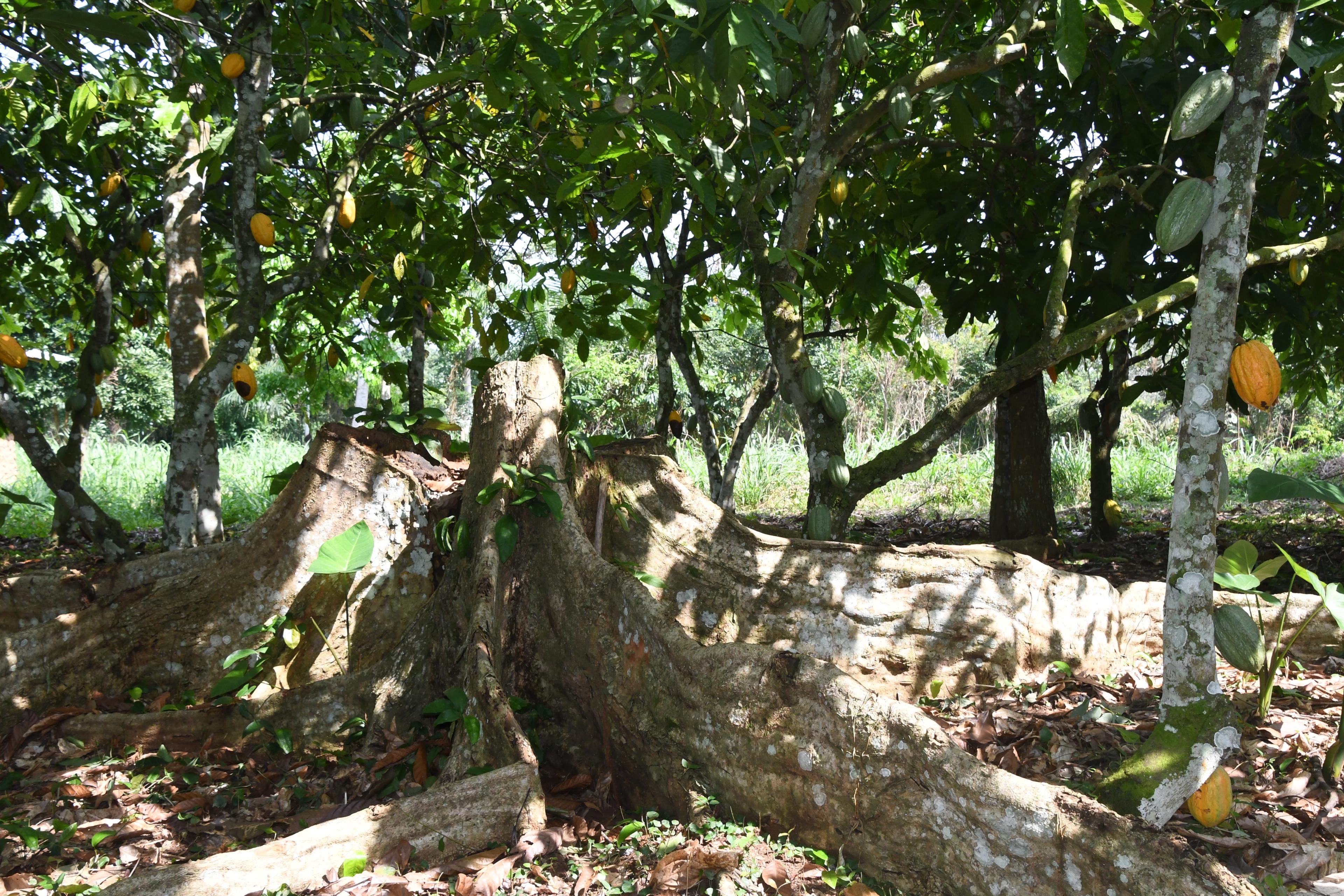 Abholzung Baumstumpf Ghana