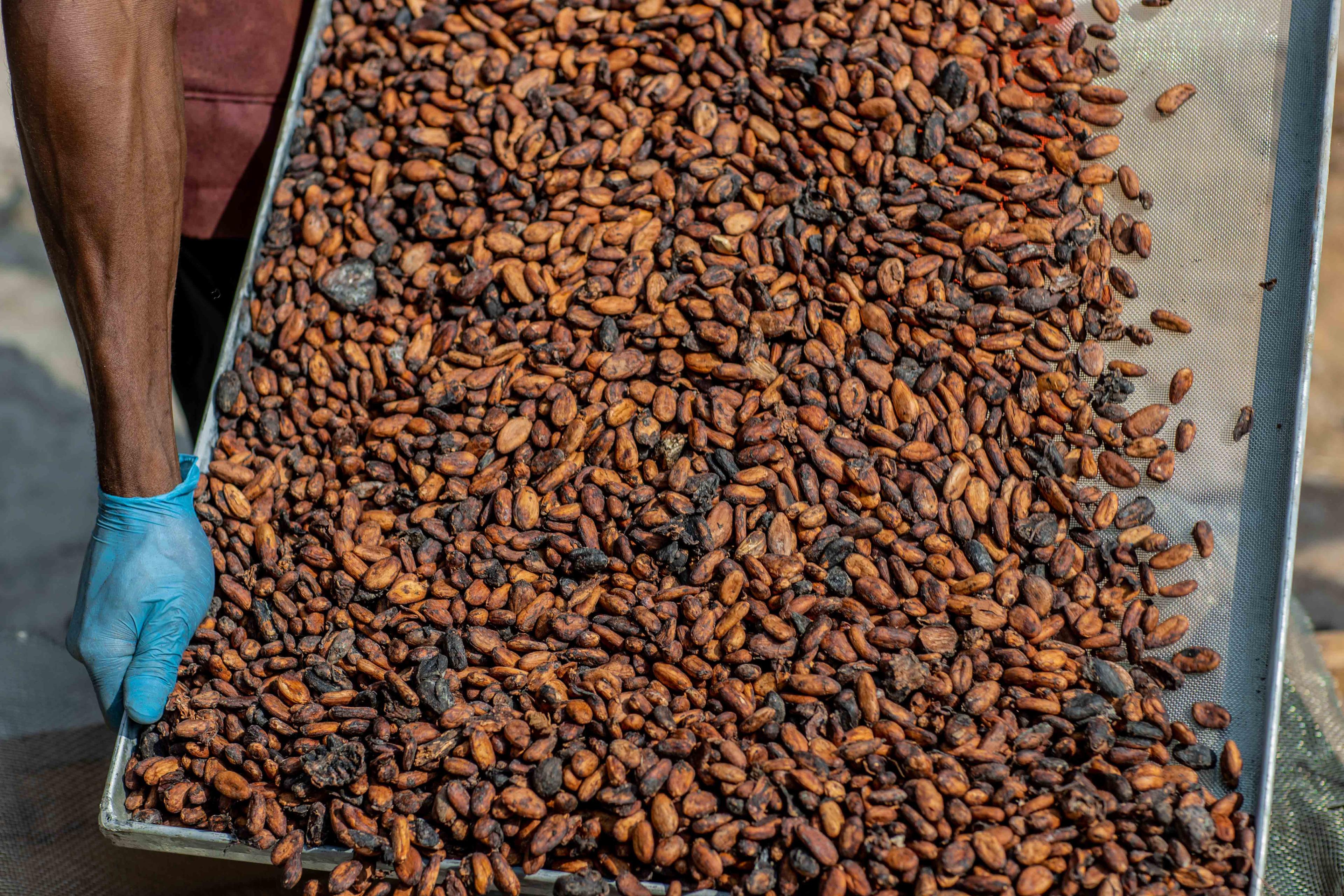 Fermentierte Beans