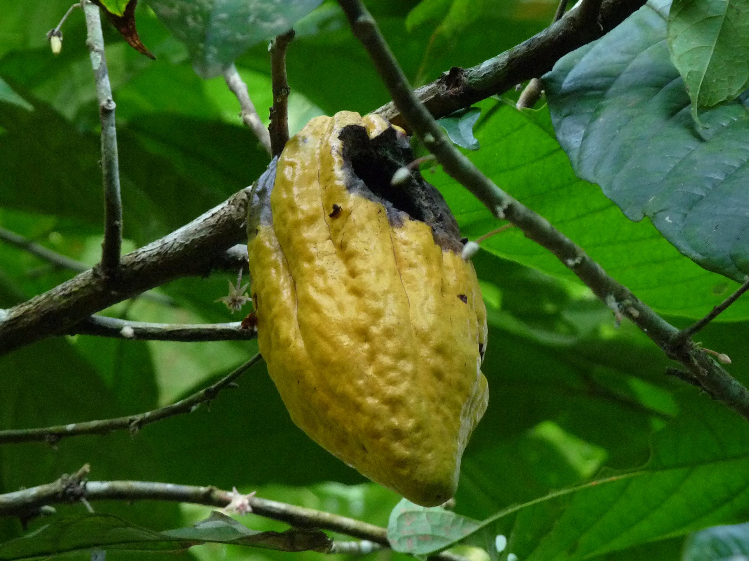 Kakaoschote